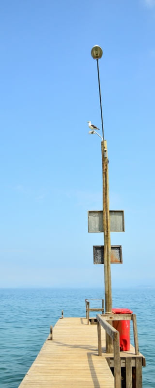 GAIVOTA NO POSTE
