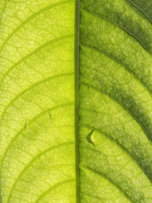 DETALHES FOLHA II