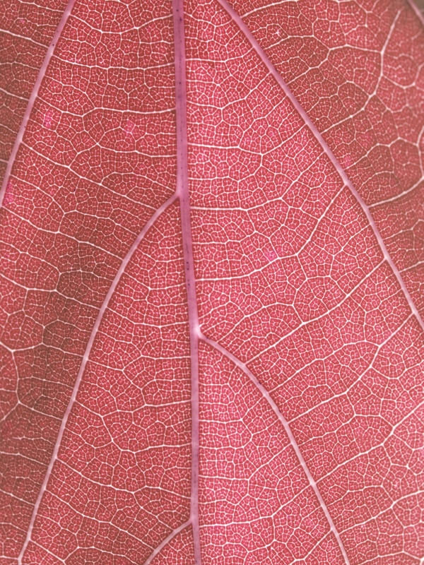 DETALHES FOLHA III