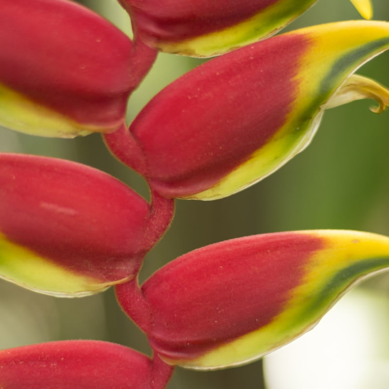 HELICONIA