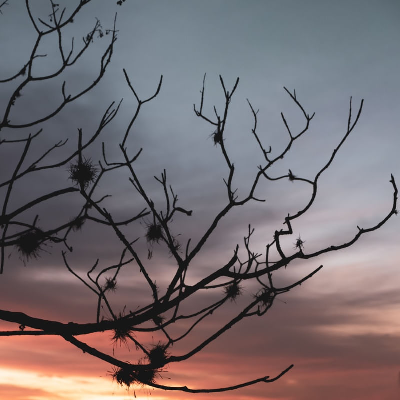 GALHOS AO POR DO SOL