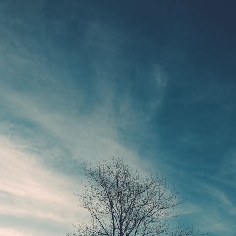GALHOS MINIMALISTA