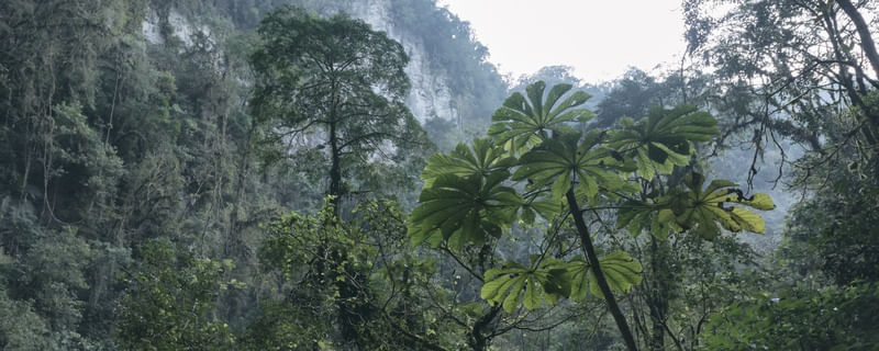 PEDACINHO DA MATA ATLANTICA