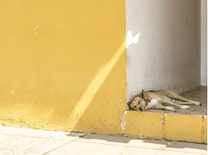 SONINHO BOM PRA CACHORRO