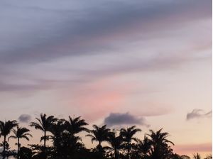 PALMS AT DUSK