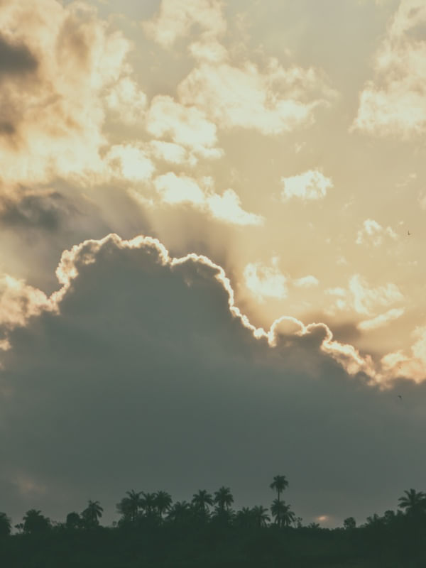 COQUEIROS NO POR DO SOL