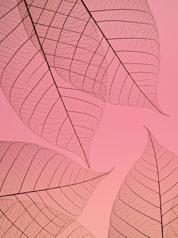 FOLHAS ROSAS TRANSPARENTES