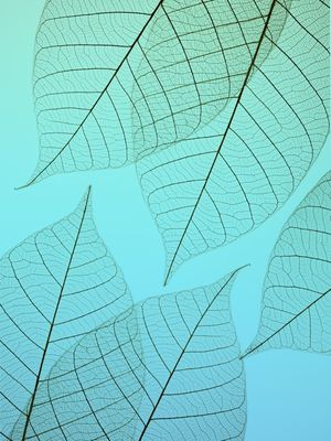 FOLHAS VERDE TRANSPARENTES