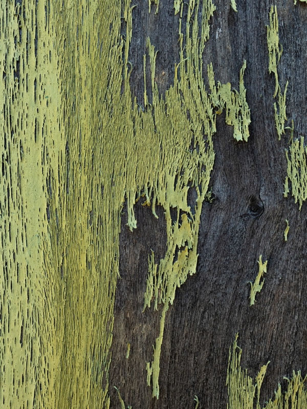TEXTURA PORTA VERDE
