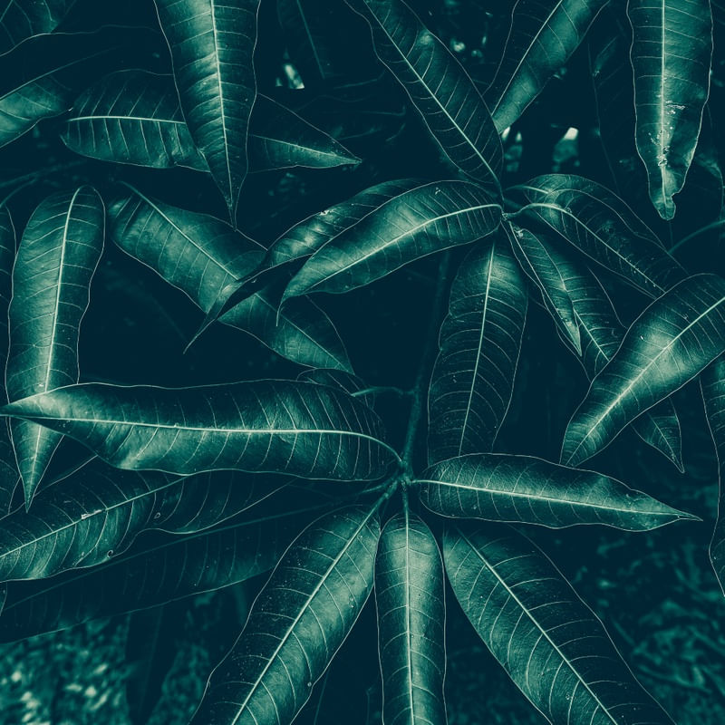 BRIGHT FOLIAGE