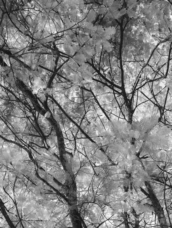 ARVORE MONO