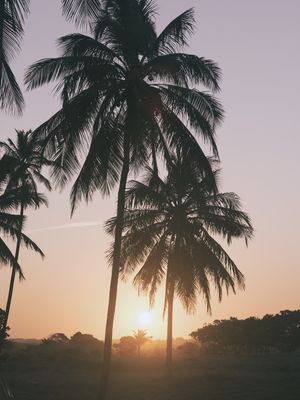 SÉRIE - COQUEIROS I