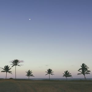 SÉRIE - COQUEIROS II
