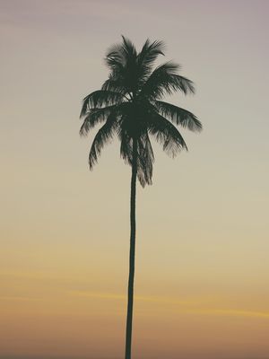 SÉRIE - COQUEIROS III