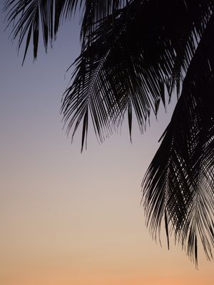 FOLHAS DE COQUEIROS III