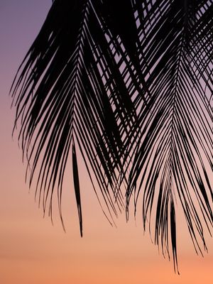 FOLHAS DE COQUEIROS - DIPTICO 1