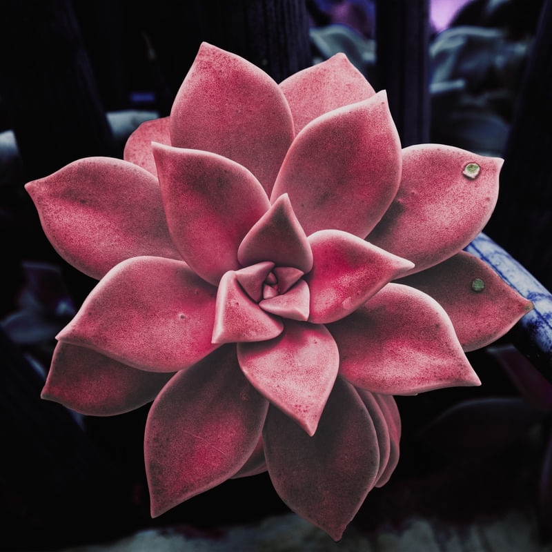 SUCULENTA ROSA