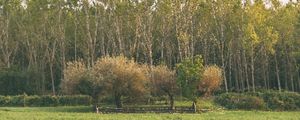 PIXEL TREES