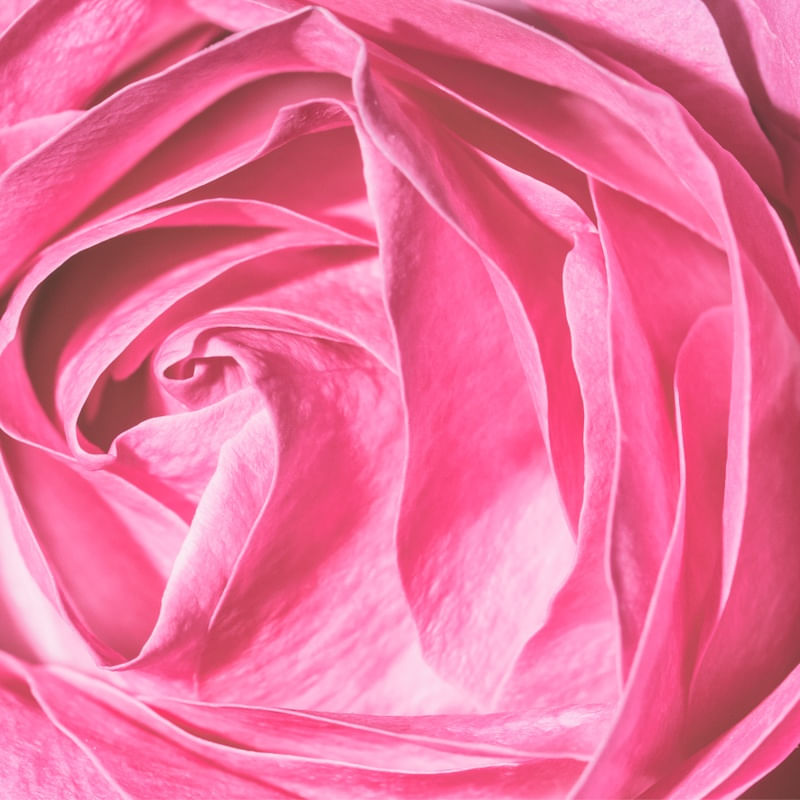 ROSE CLOSE UP