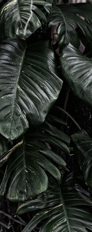 FOLHAGEM VERTICAL VERDE