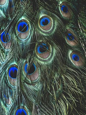 PAVÃO EM DETALHES