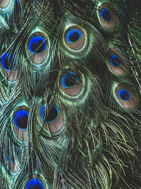 PAVÃO EM DETALHES