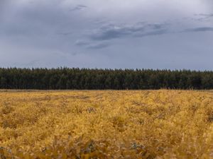 YELLOW FIELD