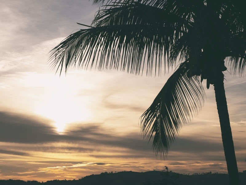 SUNSET PALM TREE
