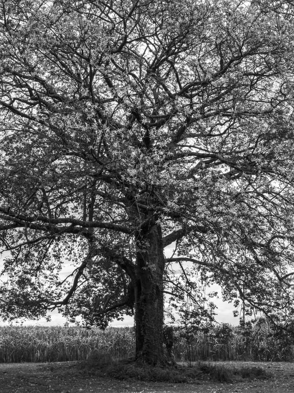 ARVORE MONOCROMATICA