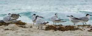 GAIVOTAS NA AREIA