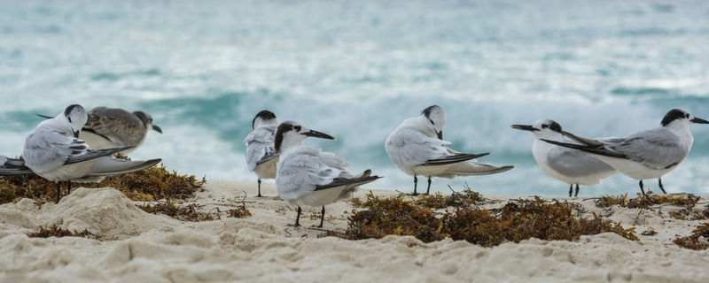 GAIVOTAS NA AREIA