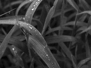 LEAF DROP