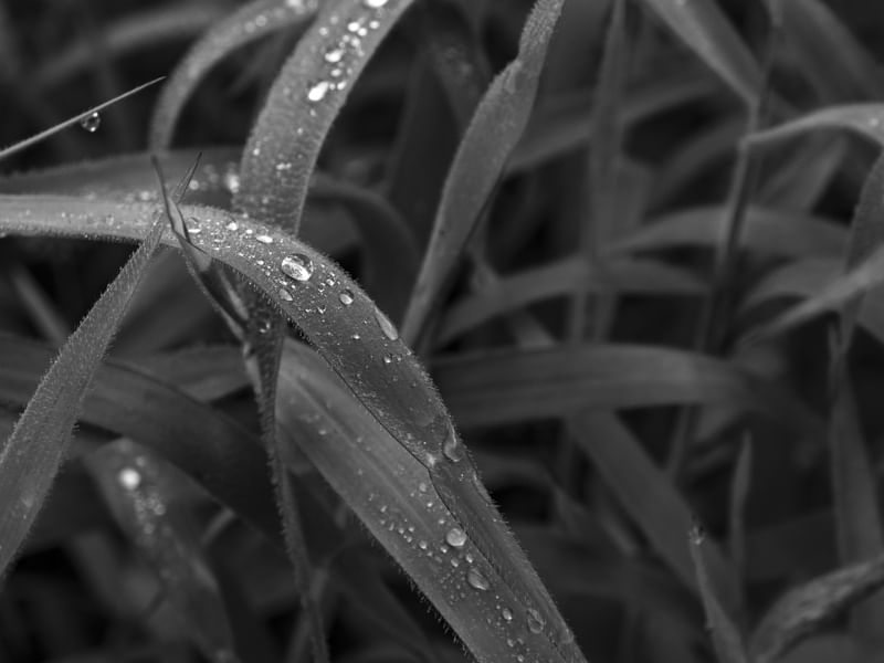 LEAF DROP