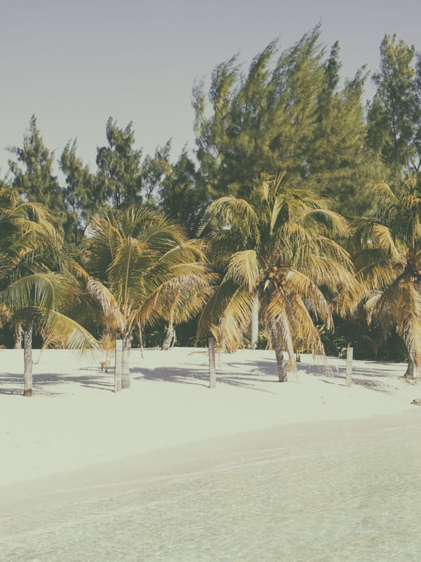 BEACH PALMS