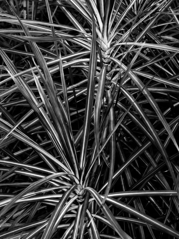 FOLHAGEM BW