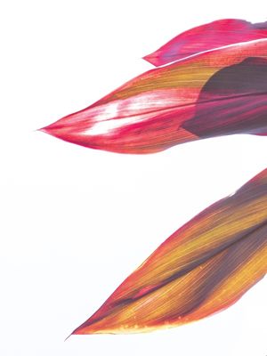 FOLHAS PINCELADAS II