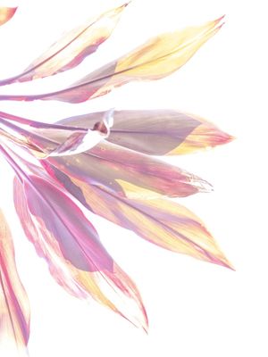 FOLHAS PINCELADAS III