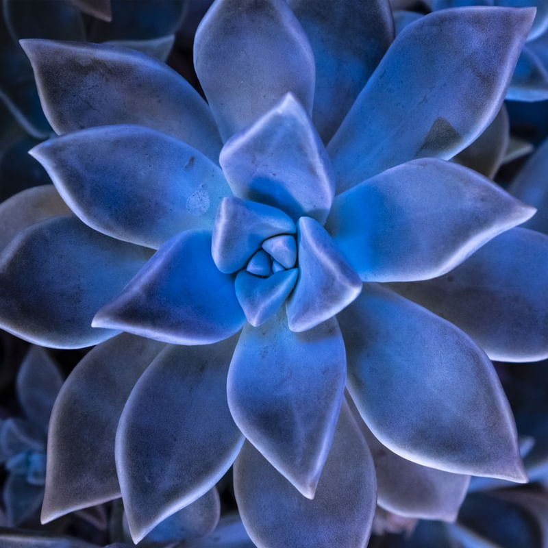 SUCULENTA AZUL