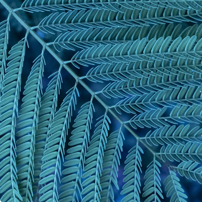 FOLHAS TURQUESA