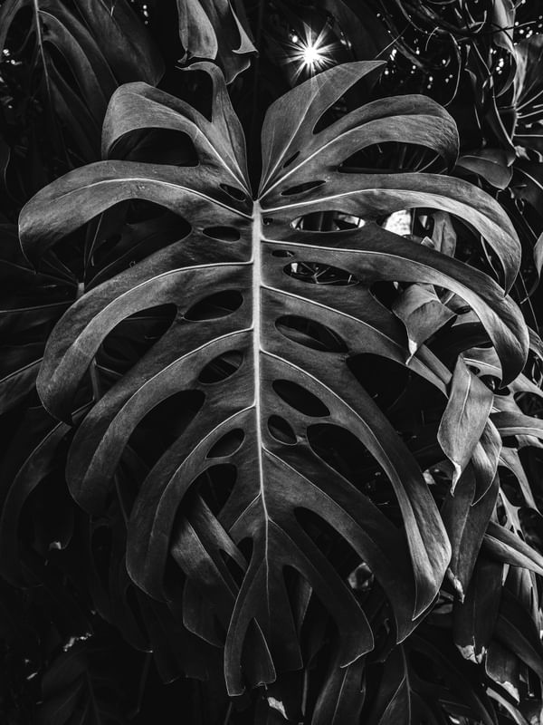 MONSTERA PB