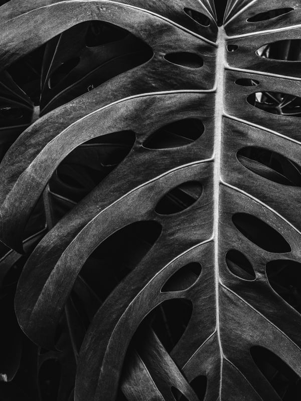MONSTERA PB I