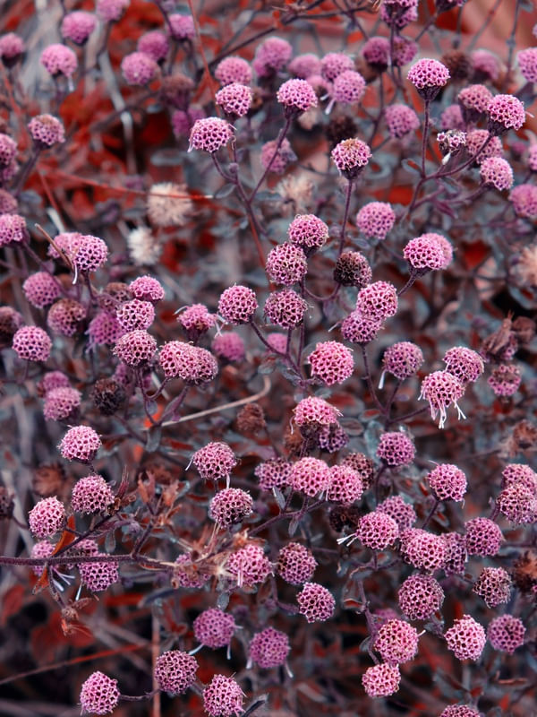 BOLINHAS ROSA