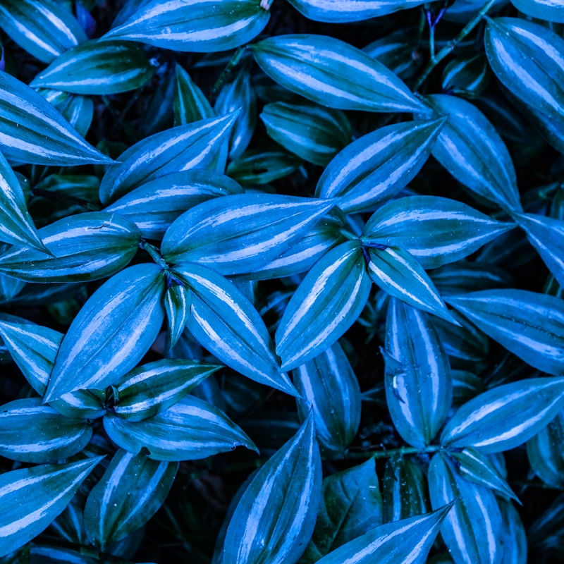 FOLHAGEM AZUL