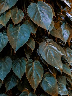 LEAVES I