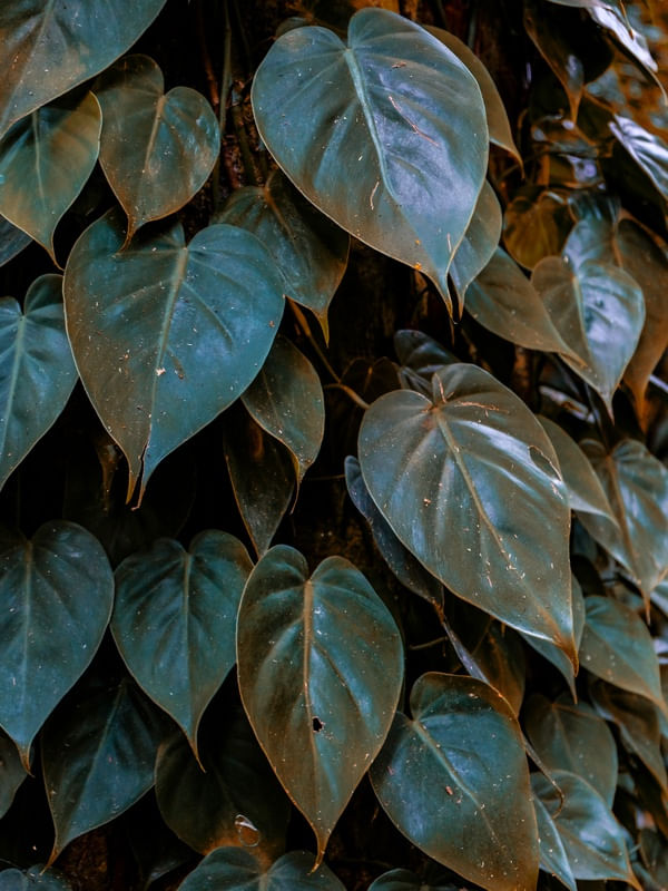 LEAVES I