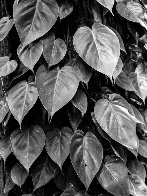 LEAVES BW