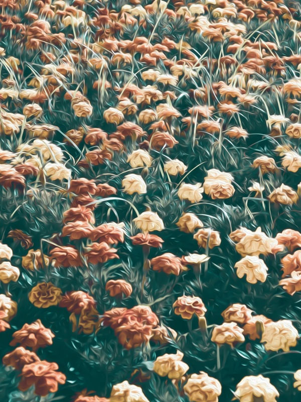 DELICATE