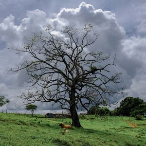 COTTON TREE