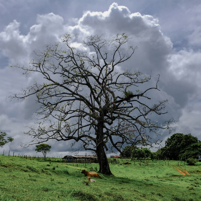 COTTON TREE