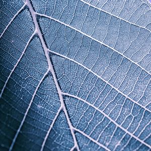 LEAF IN BLUE